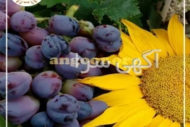 آگهی های خدمات صنعتی و کشاورزی - شاهرود