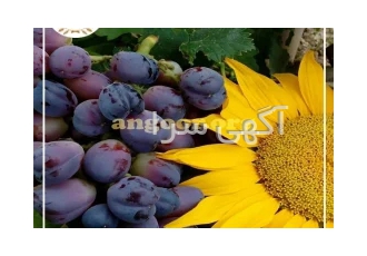 نهال انگور شاهانی مکی