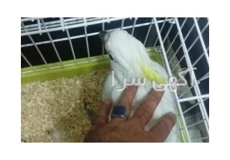 فروش تخم نطفه دار انواع طوطی سانان برای جوجه کشی در اصفهان فروش تخم