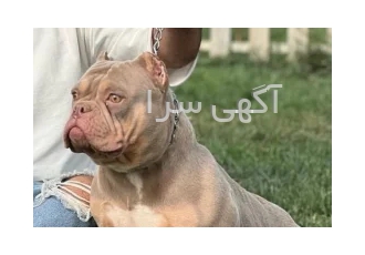 پیت بول شکاری شناسنامه دار