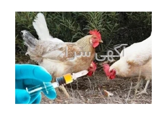 کارگاه واکسیناسیون طیور در اصفهان کارگاه واکسیناسیون طیور روش