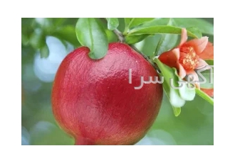 فروش سراسری نهال میوه گلدانی در بناب نهالستان نهال باران در زمینه تولید