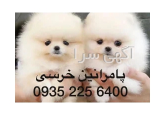 سگ پامرانین خرسی و عروسکی