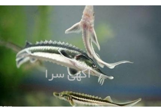 دوره آموزشی پرورش ماهیان خاویاری