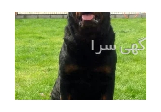 روتوایلر اصیل در کرج فروش روتوایلر های آموزش پذیر سگ نگهبان سگ