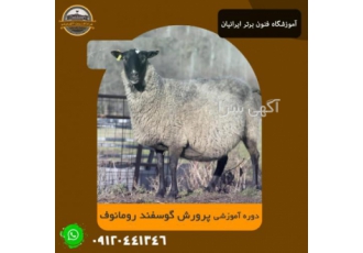 دوره اموزشی پرورش گوسفند رومانوف