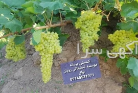 آگهی های سایر موضوعات - میاندوآب