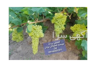 نهالستان دنیز نهال