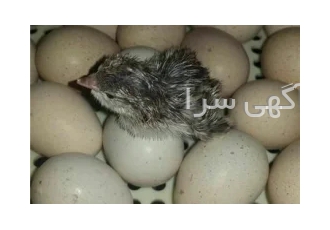فروش تخم نطفه دار کبک در شیراز فروش تخم نطفه دار کبک با کیفیت عالی