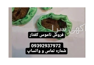 فرجکفتار مهره مار ناموس کفتار