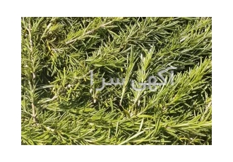 رزماری تازه فروش بصورت جزئی و عمده در رشت رزماری تازه فروش بصورت جزئی