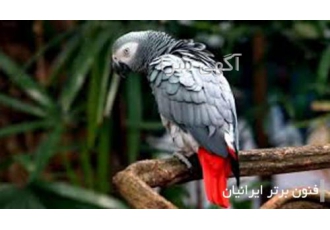دوره آموزشی پرورش طوطی زینتی کاسکو