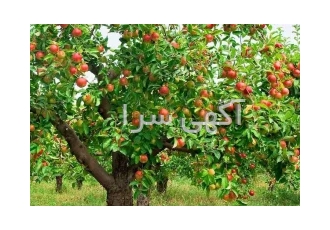 آموزش اصول تغذیه درختان میوه