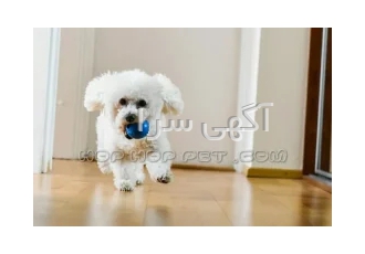 خرید پاپی پرتقالی سفید