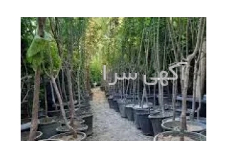 فروش ویژه نهال تکی به قبمت عمده