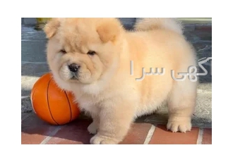 فروش توله ی چاوچاو اصیل در تهران فروش توله ی چاوچاو اصیل فروش توله چائو