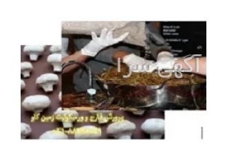 فروش ورمیکولیت پرورش قارچ و ورمیکولیت Vermiculite در تهران فروش