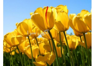 بیمه عمروتامین آتیه پاسارگاد