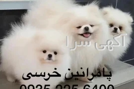 آگهی فروش سگ پامرانین