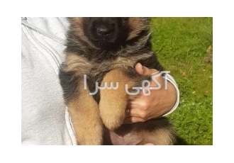 فروش توله ژرمن شپرد های حرفه ای در کرج فروش دائمی توله ژرمن شپرد های مو