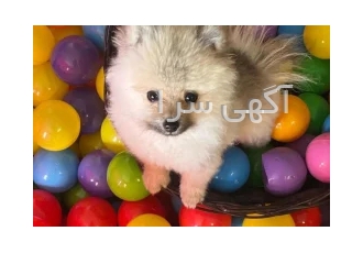 پانسیون سگ و گربه نیل تنها پانسیون بدون قفس حیوانات