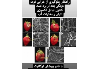 محلول کوتینگ میوه صادراتی توت فرنگی بادمجان خیار محلول ارگانیک پوشش سیب