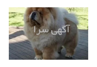 فروش سگ چاوچاو وارداتی سوپر چمپیون در تهران توله چاوچاو با بهترین کیفیت
