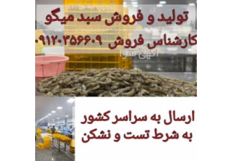 فروش سبد آبزیان سبد میگو سبد شمش سبد منجمد سازی تولید و فروش