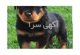 قیمت روتوایلر پوزه دلقکی - فروش روتوایلر
