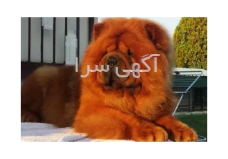 فروش سگ چاوچاو در تمامی رنگها در تهران فروش سگ چاوچاو در تمامی تیپها