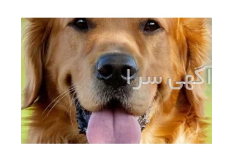 فروش گلدن رتریور وارداتی توله و بالغ