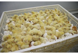 فروش جوجه یک روزه مرغ گوشتی کاپ و راس فروش جوجه یک روزه مرغ گوشتی نژاد