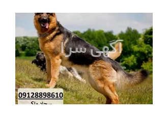ژرمن شولاین موکوتاه فروش ویژه ژرمن مو کوتاه در کرج فروش فوق العاده