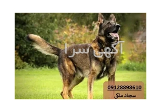 فروش ویژه ژرمن ورک لاین قیمت ژرمن ورک لاین در کرج فروش ویژه ژرمن ورک