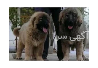 فروش سگ قفقازی اصیل فروش سگ های قفقازی در تهران فروش سگ های قفقازی