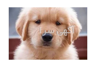سگ هم بازی کودک _ گلدن رتریور اصیل
