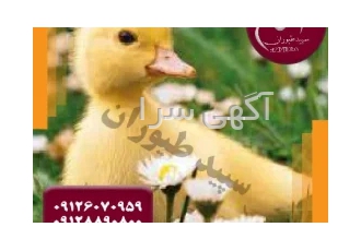 بازار خرید و فروش اردک و فروش اردک مولد محلی طیور فروش جوجه اردک در تهران