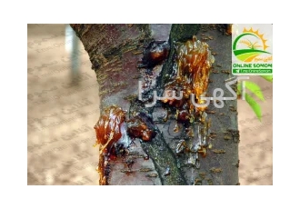 قارچکش کنترل بیماری لکه و شانکر باکتریایی در بیرجند کمپانی های نوردوکس