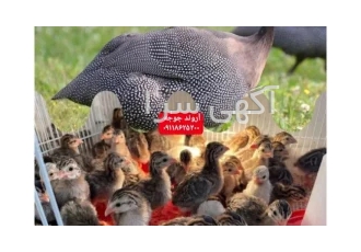 فروش جوجه شاخدار