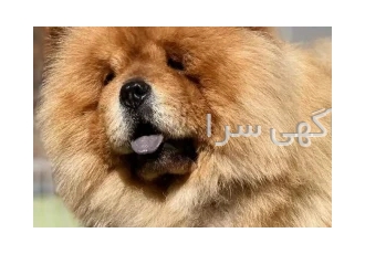 فروش سگ چاوچاو اصیل