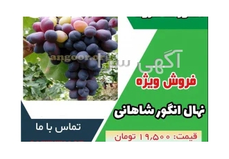 نهال انگور شاهانی مکی