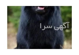 پرورش ژرمن بلک اصیل فروش توله ژرمن بلک در کرج فروش توله ژرمن بلک اصیل