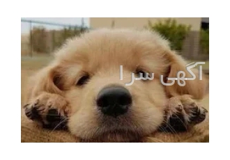 پرورش و فروش سگ گلدن رتریور