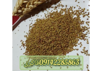 فروش بذر یونجه همدانی فروش بذر یونجه همدانی پا بلند اصیل و درجه یک