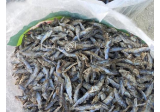 پخش کننده انواع ماهی خشک