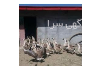 فروش قوغاز در مشهد فروش تعدادی قوغاز همه سالم و دو ساله وزن بالای 3