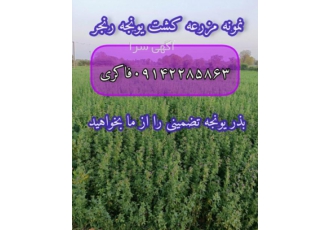 فروش بذر یونجه رنجر آمریکایی فروش بذر یونجه رنجر با تناژدهی ی بالا چین