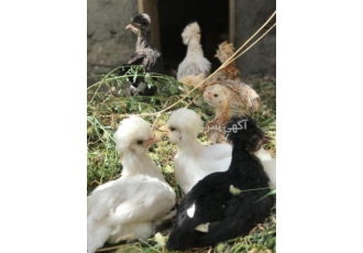 فروش مرغ سلطان جهادی مرغ و خروس سلطان کاکلی فروش جوجه نیمچه بالغ فروش