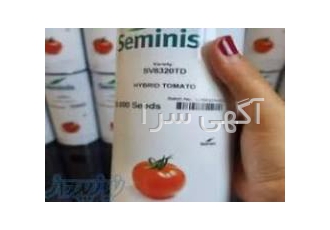 بذر گوجه فرنگی 8320 اصل
