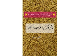 فروش بذر یونجه پایه بلند همدانی فروش ویژه انواع بذر یونجه سردسیری